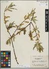 Foto von Salix lucida Muhl.